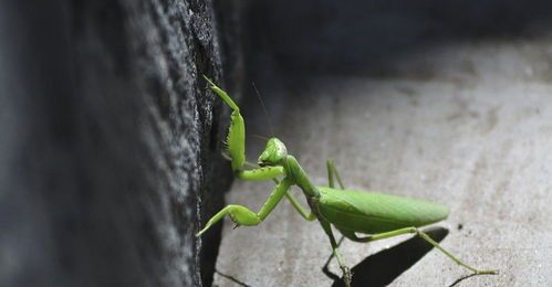宠物螳螂养护指南？初养者必看的螳螂饲养技巧