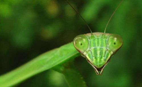 宠物螳螂养护指南？初养者必看的螳螂饲养技巧