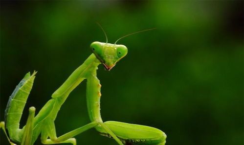 宠物螳螂养护指南？初养者必看的螳螂饲养技巧