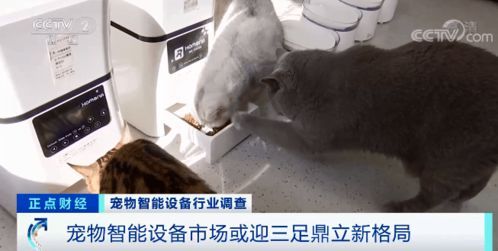 数字化养殖鲍鱼，智能高效，宠物养殖新选择。