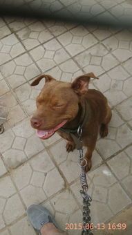 繁殖宠物狗前景怎么样