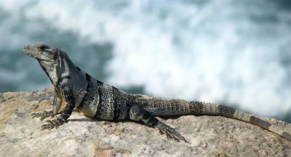 鬣鳞蜥是什么蜥蜴