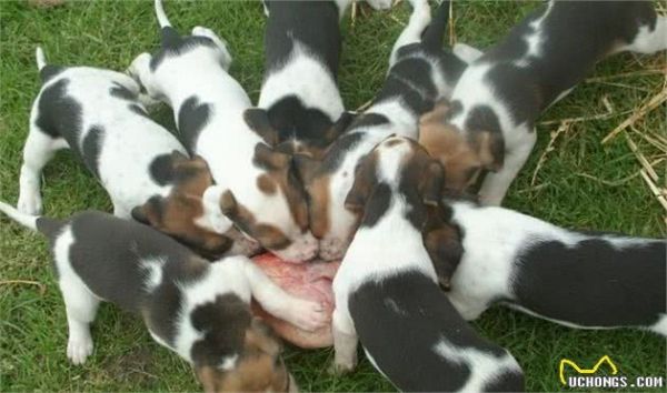 狗狗是杂食性动物,日常喂食,应当怎样合理搭配营养?