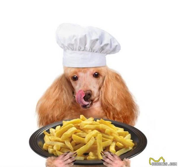 狗狗是杂食性动物,日常喂食,应当怎样合理搭配营养?