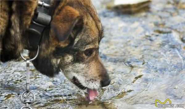 狗狗是杂食性动物,日常喂食,应当怎样合理搭配营养?