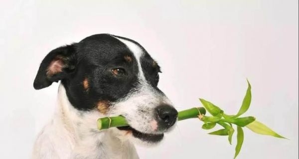 狗狗能吃土豆吗？宠物喂食土豆的注意事项是什么？