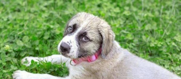 狗狗能吃土豆吗？宠物喂食土豆的注意事项是什么？