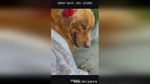 我美吗？敢说不，咬你！金毛萌宠