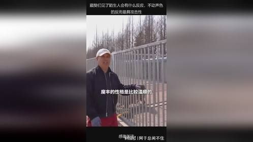 藏獒们见了陌生人会有什么反应，不动声色的反而最具攻击性