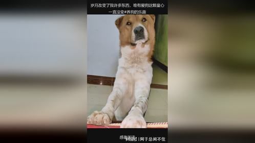 岁月改变了我许多东西，唯有爱狗这颗童心一直没变#养狗的乐趣