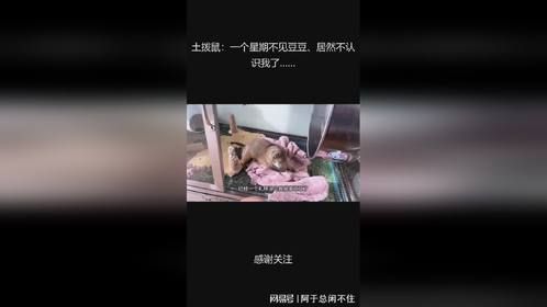 土拨鼠：一个星期不见豆豆、居然不认识我了……