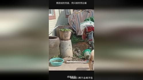 猫是蛇的克星，狗只能在旁边看