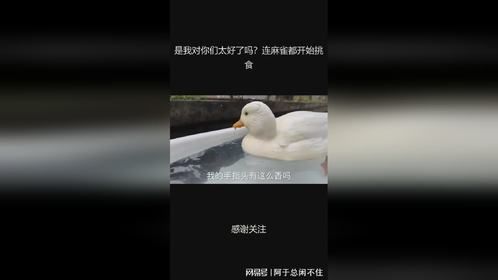 是我对你们太好了吗？连麻雀都开始挑食