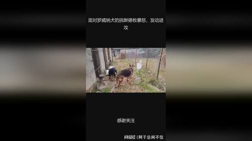 面对罗威纳犬的挑衅德牧暴怒，发动进攻