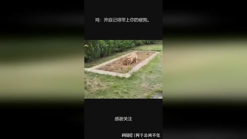 鸡：开庭记得带上你的破狗。