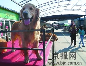 蜥蜴仓鼠无处容身