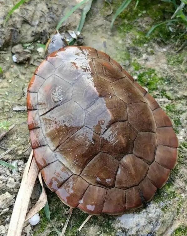 男生女生养龟种类推荐：鳄龟还是圆澳？根据饲主性格挑选宠物龟