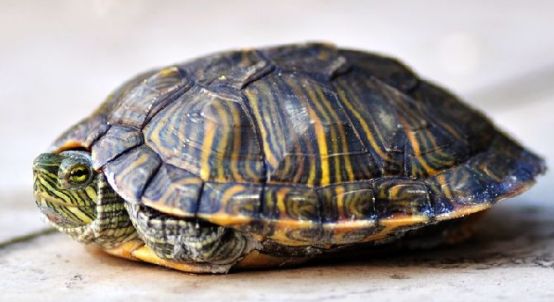 来看看怎么摸自己的乌龟，它更舒服～