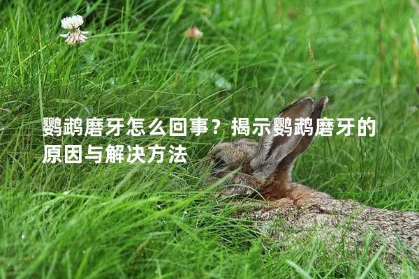 鹦鹉磨牙怎么回事？揭示鹦鹉磨牙的原因与解决方法