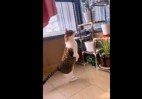 原来这才是猫咪真正站立的形态 好萌！