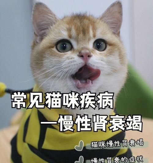 猫咪常见过敏原及诊断治疗方法解析（了解猫咪过敏源，保护它们的健康）
