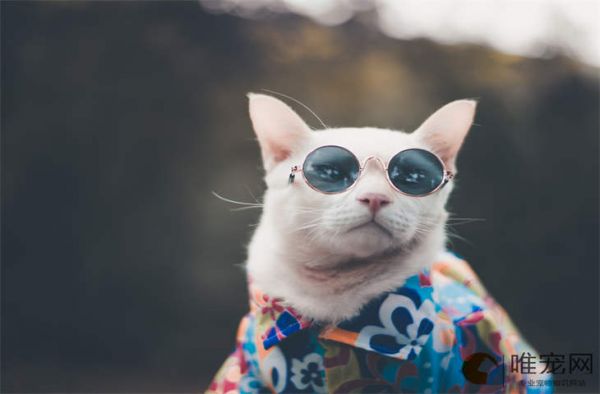 猫咪吃什么助消化最有效 消化不良能自愈吗