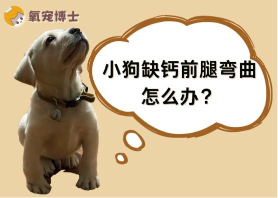 小狗缺钙前腿弯曲怎么办？