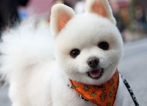 日本狆宠物营养指南：精选蔬菜食谱，健康成长不费力！