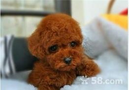 泰迪幼犬健康鸡蛋食谱