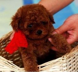 泰迪幼犬健康鸡蛋食谱