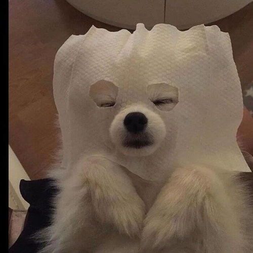 萨摩幼犬食谱，营养秘籍大公开！