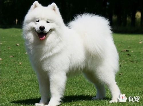 萨摩幼犬食谱，营养秘籍大公开！