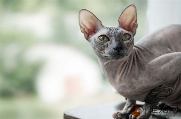 宠物乳钙片有什么功效 需要长期吃吗