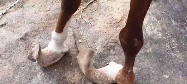 宠物荸荠食谱指南（狗狗可以吃荸荠和马蹄吗）