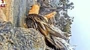 在悬崖峭壁上繁殖的胡兀鹫！ #奇趣自然 #野生动物零距离 