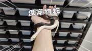 快速上手盘蛇，宠物蛇越早盘越好
