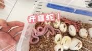 繁殖玉米蛇的乐趣，一窝蛋出现六种不同的蛇