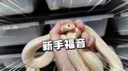 最适合新手饲养的宠物蛇，白化束带蛇！