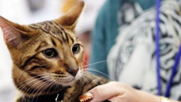 回顾“我帮他养猫，猫猝死凭啥让我赔12万？”结局激动到哇哇大哭