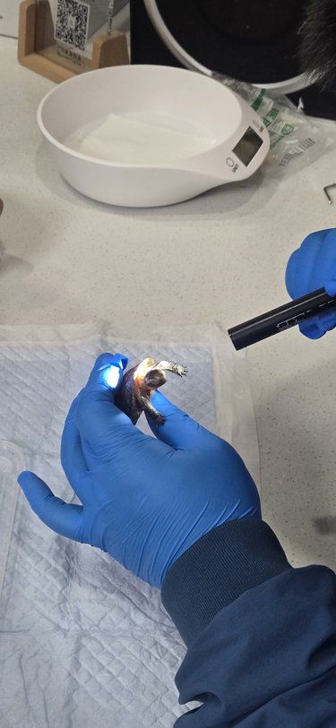 我的小乌龟住院了