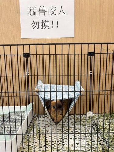 可算找到了我家毛孩子主动吃的维生素