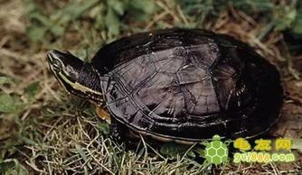 如何科学喂食龟粮和挑选合适的龟粮呢？