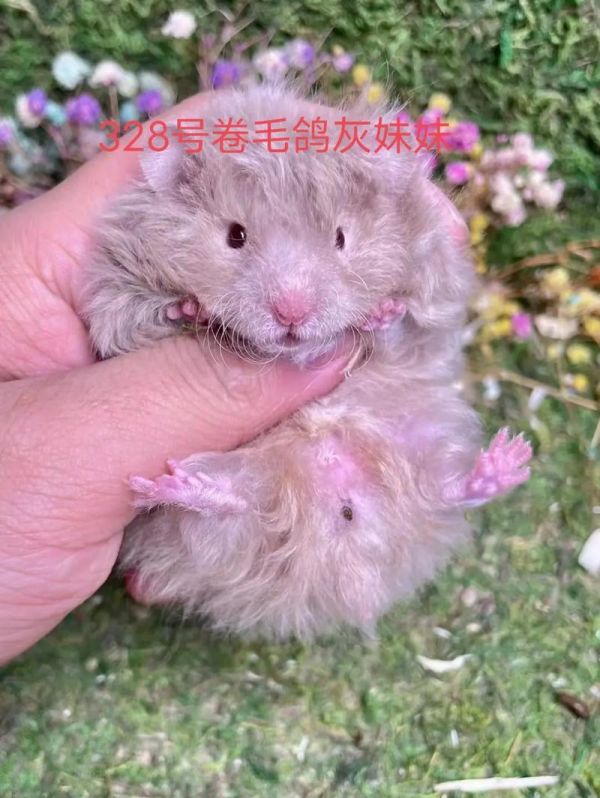 高铁上让带仓鼠吗,高铁不能带仓鼠,宠物托运手续复杂需提前准备