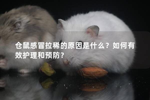 仓鼠感冒拉稀的原因是什么？如何有效护理和预防？