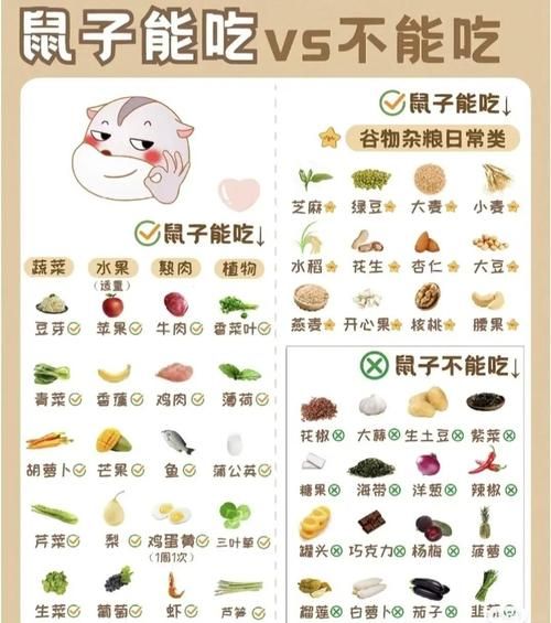 仓鼠最适合的日常食物是什么，养仓鼠要均衡喂食，零食适量，健康第一！