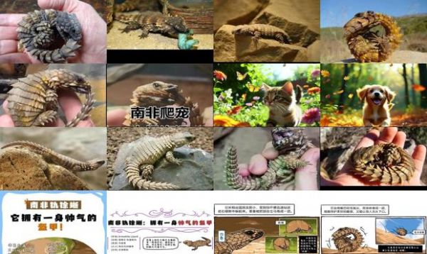 南非犰狳蜥宠物