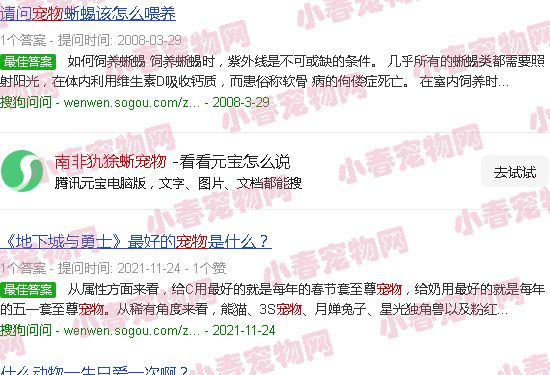 南非犰狳蜥宠物