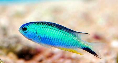 黄尾蓝魔鬼的饲养指南（如何让你的黄尾蓝魔鬼健康成长）