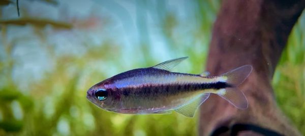 黄尾蓝魔鬼的饲养指南（如何让你的黄尾蓝魔鬼健康成长）