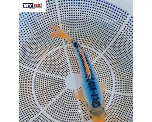 秋翠锦鲤的养护指南（打造迷人的秋季水族馆）